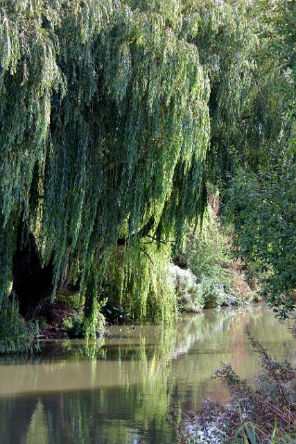 13 Willows grace the banks.jpg